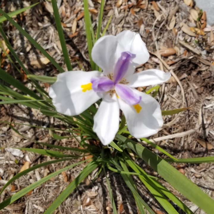 Plant image Dietes iridioides syn. Moraea iridioides, Moraea vegeta, Dietes vegeta