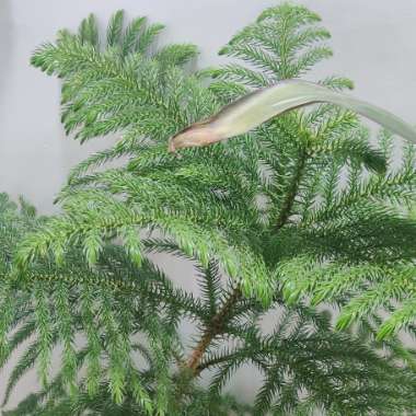 Norfolk Island Pine