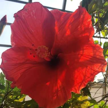 Tropical Hibiscus