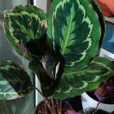 Zebra Plant