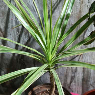 Madagascar Dragon Tree