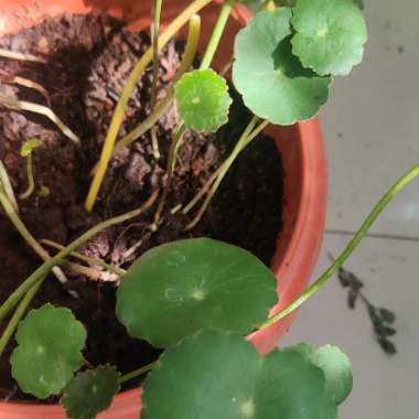 Water Pennywort