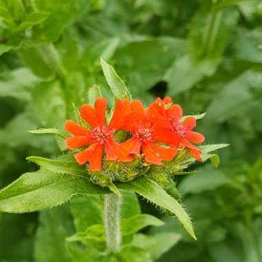 Lychnis chalcedonica