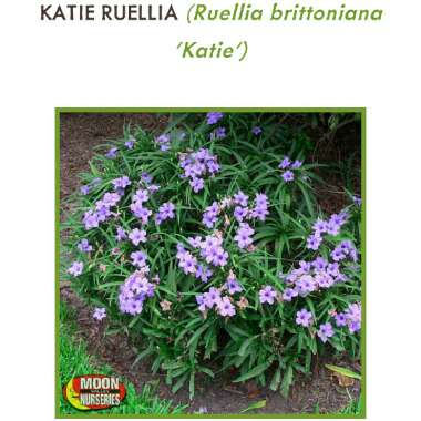 Katie Ruellia Purple