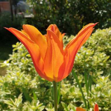 Tulipa 'Ballerina