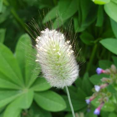 Lagurus ovatus syn. Lagurus ovatus 'Bunny's Tails'