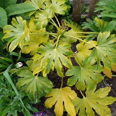 Fatsia japonica  syn. Aralia japonica