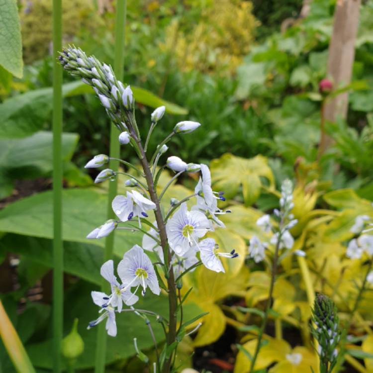 Plant image Veronica gentianoides