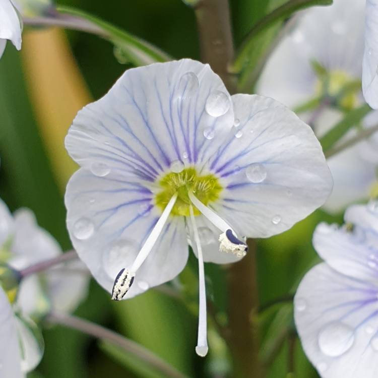 Plant image Veronica gentianoides