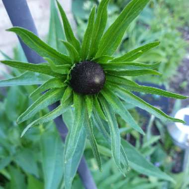 Rudbeckia occidentalis 'Green Wizard'