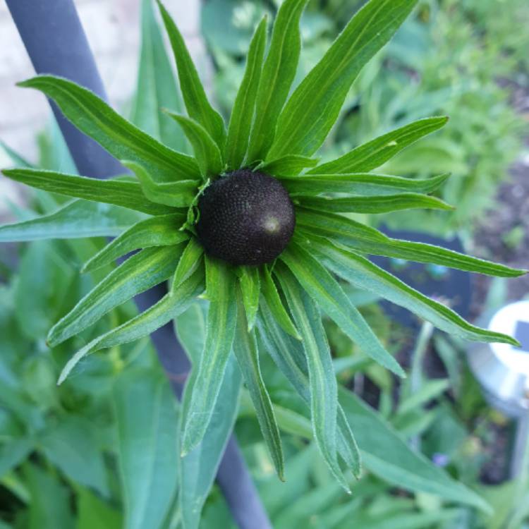 Plant image Rudbeckia occidentalis 'Green Wizard'