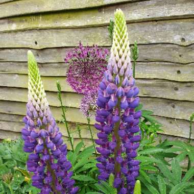 Lupinus 'Gallery Blue'