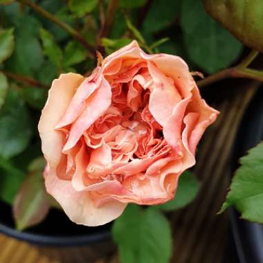 Rosa 'Aussaucer' syn. Rosa 'Evelyn'