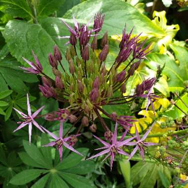 Allium cristophii