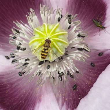 Papaver somniferum