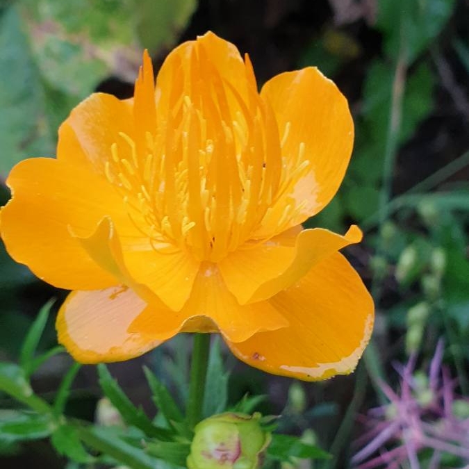 Plant image Trollius