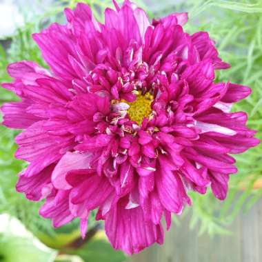 Cosmos bipinnatus 'Double Click Cranberries'