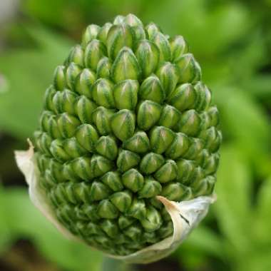 Allium sphaerocephalon