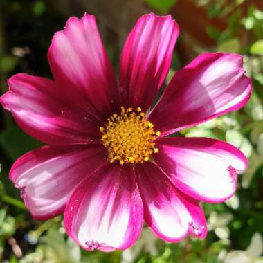 Cosmos Bipinnatus 'Candy Stripe'