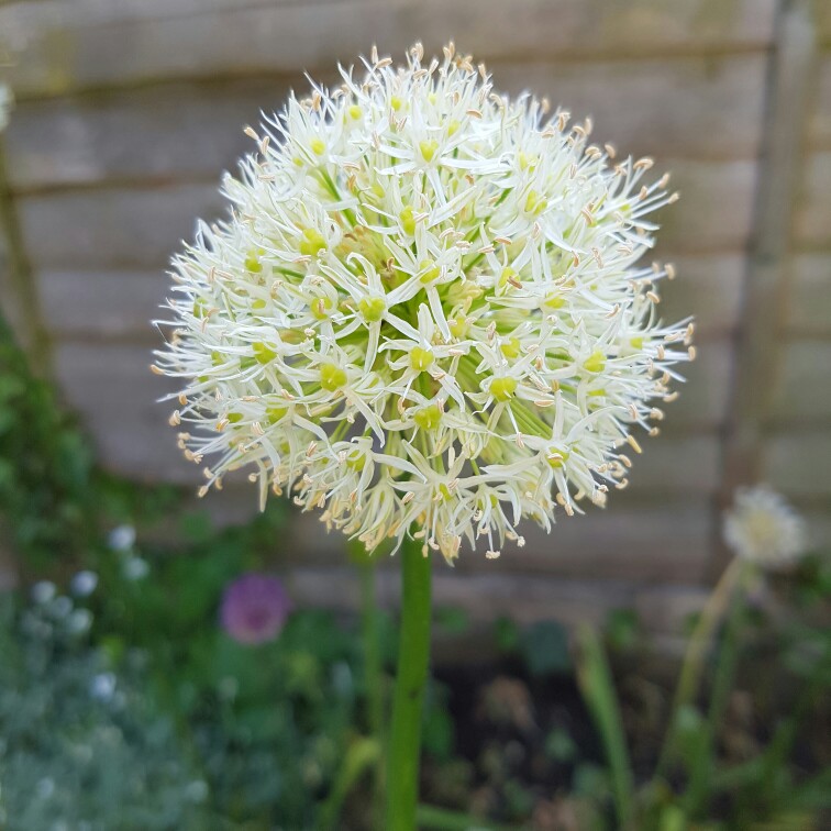 Plant image Allium karataviense 'Ivory Queen'