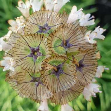 Scabiosa stellata 'Sternkugel'