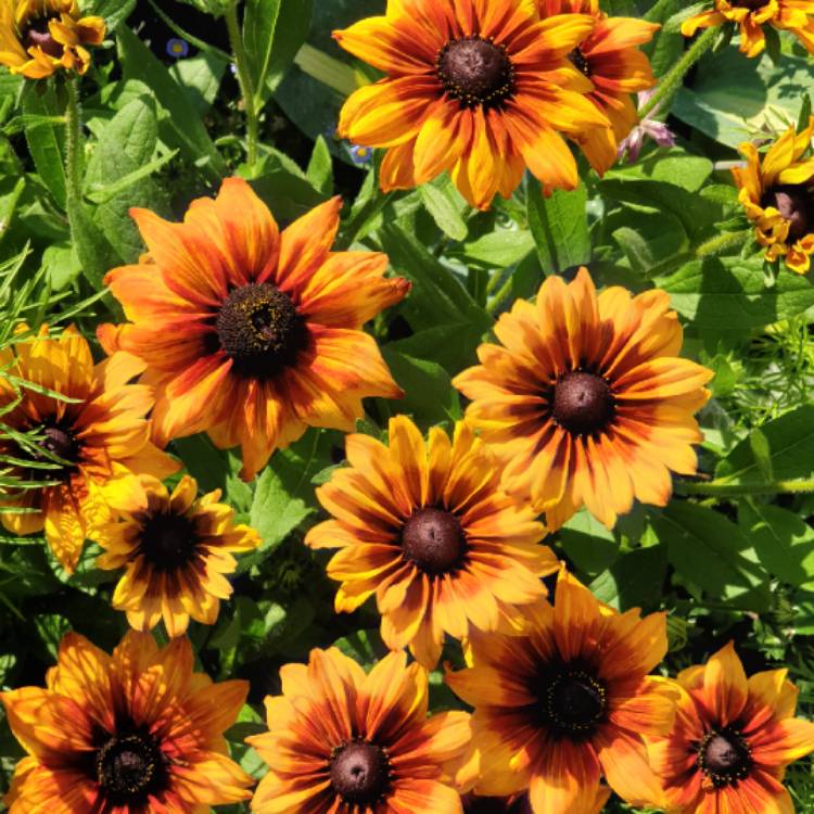 Plant image Rudbeckia hirta 'Cappuccino'