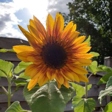 Helianthus annuus 'Crimson Queen'