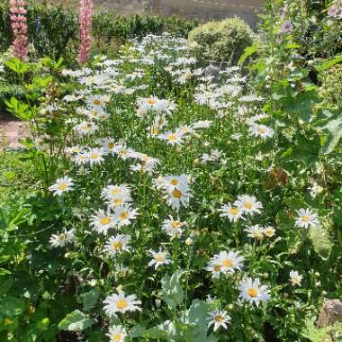 Leucanthemum vulgare