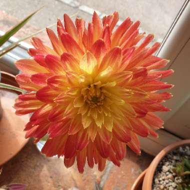 Dahlia 'Procyon'