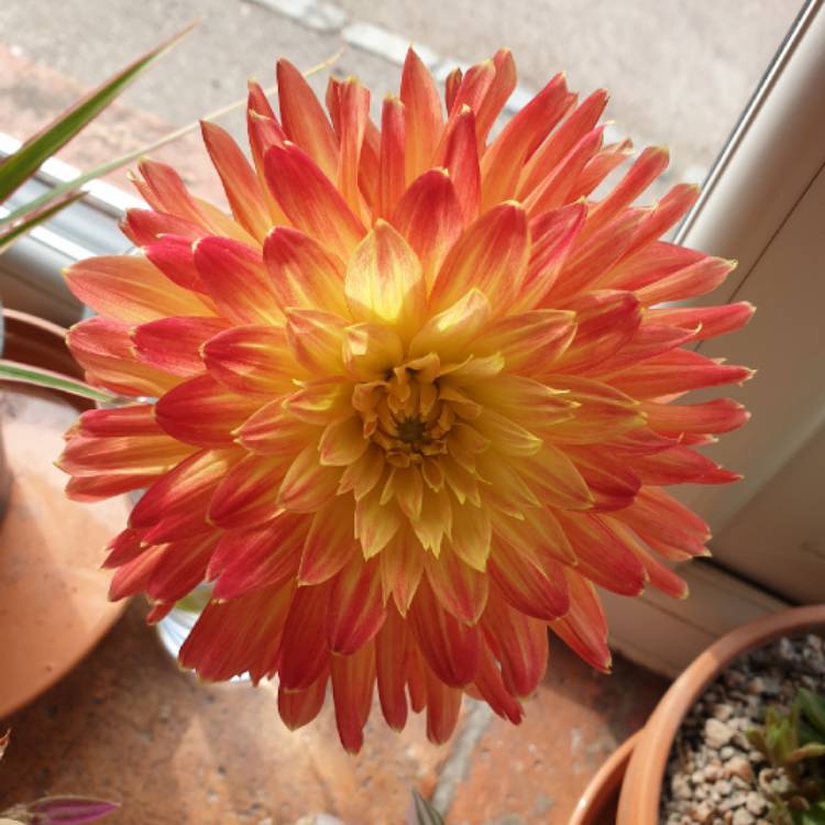 Plant image Dahlia 'Procyon'