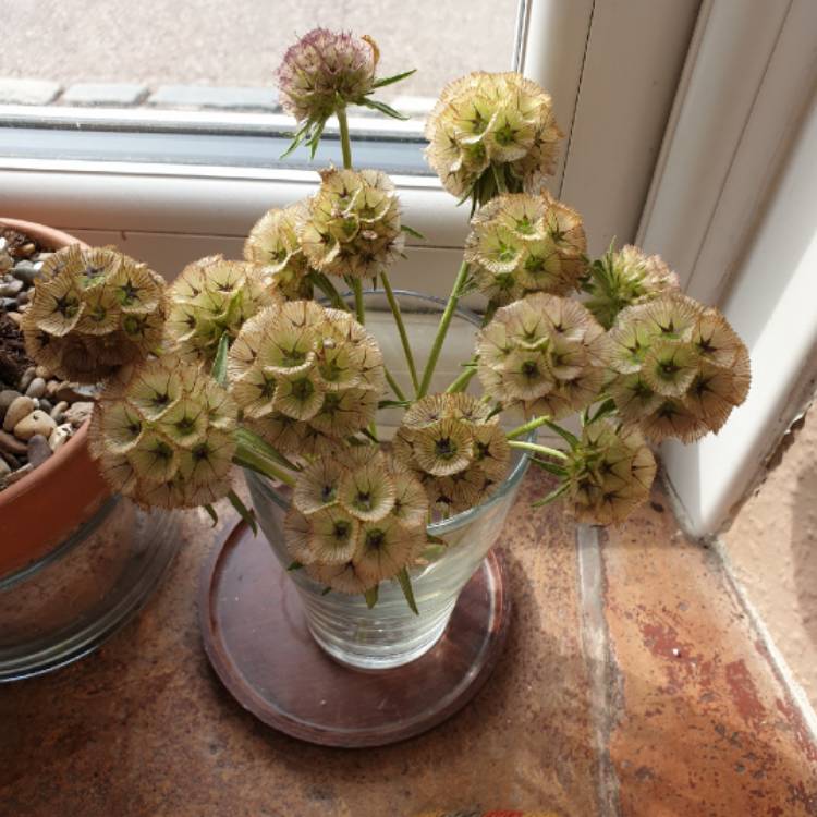 Plant image Scabiosa stellata 'Sternkugel'