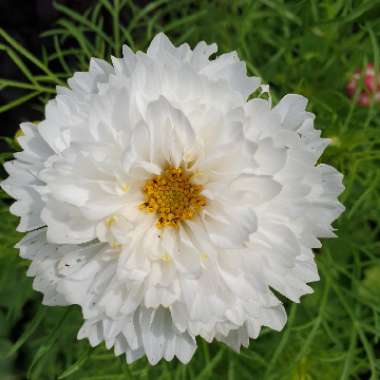 Cosmos bipinnatus 'Double Click Snow Puff' (Double Click Series)