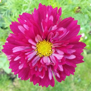 Cosmos bipinnatus 'Double Click Cranberries'