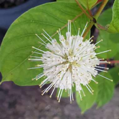 Cephalanthus occidentalis