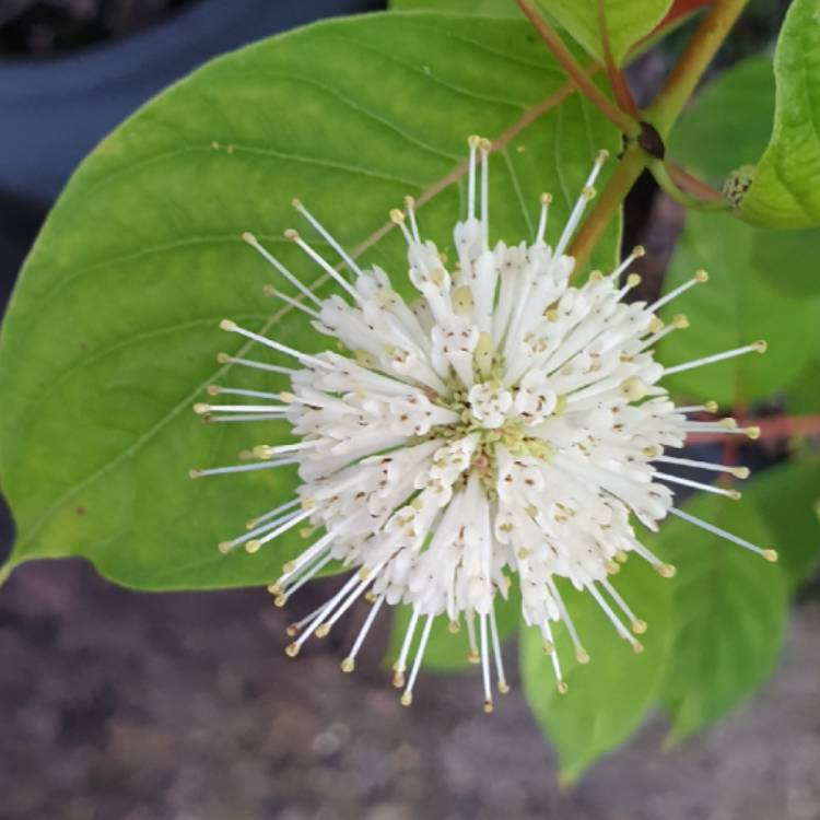 Plant image Cephalanthus occidentalis