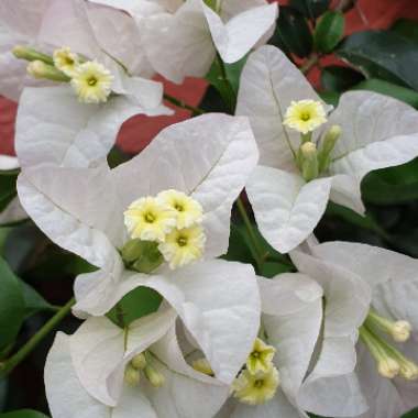 Bougainvillea