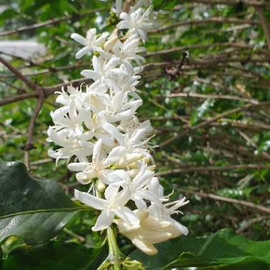 Coffea Arabica