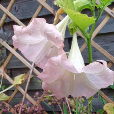 Brugmansia