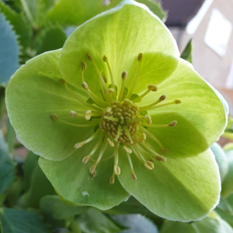 Plant image Helleborus thibetanus