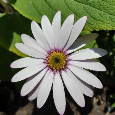 Osteospermum 'Lady Leitrim'