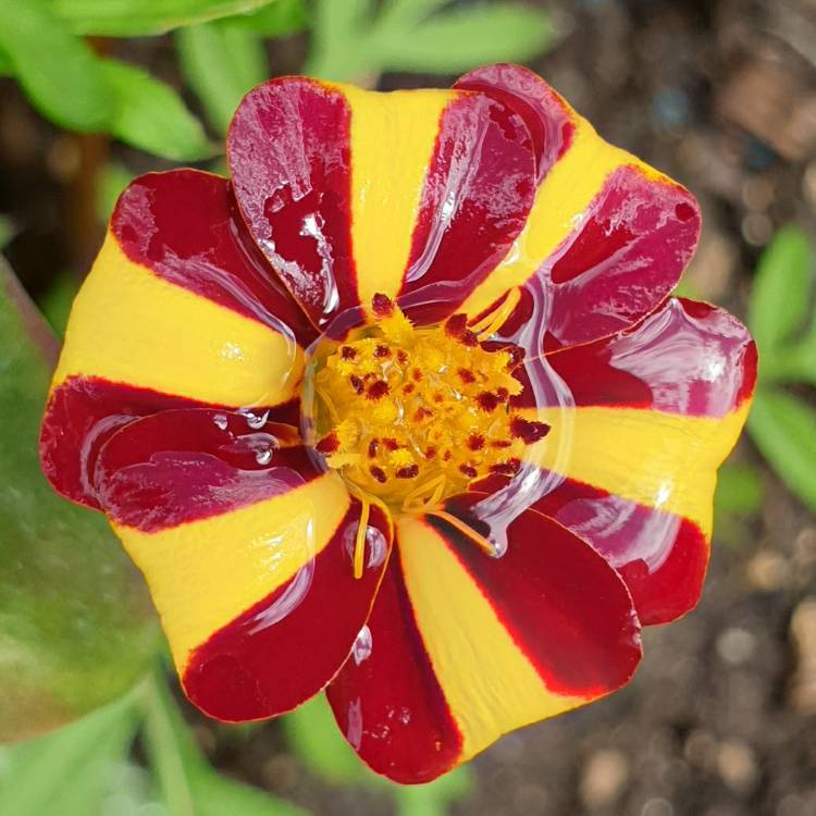 Plant image Tagetes patula 'Tall Scotch Prize'