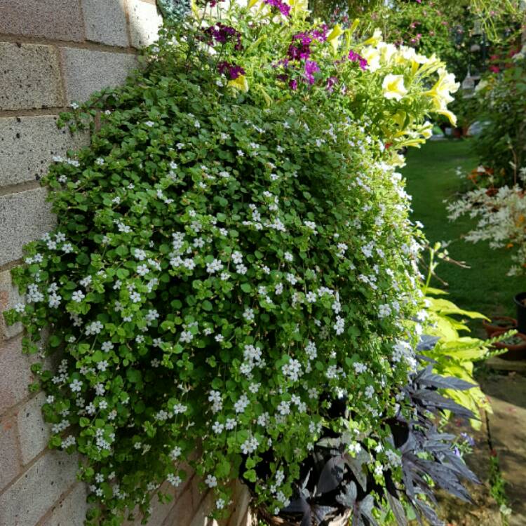 Plant image Sutera cordata 'Snowflake' syn. Bacopa cordata 'Snowflake'