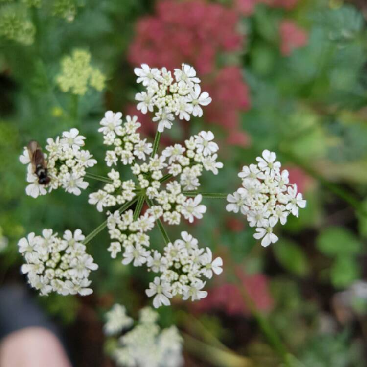 Plant image Anthriscus sylvestris