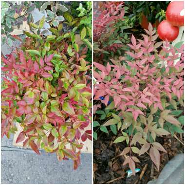 Nandina domestica 'Obsessed'