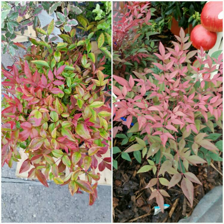 Plant image Nandina domestica 'Obsessed'