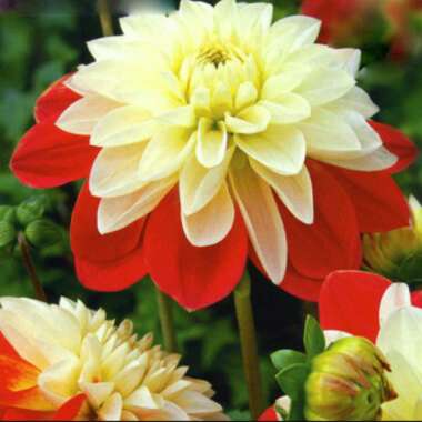 Dahlia 'Moulin Rouge'