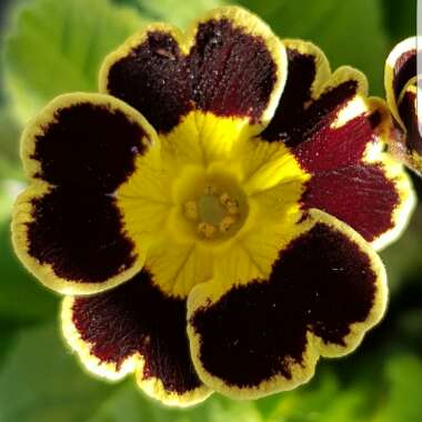 Primula 'Gold-laced Group' syn. Primula elatior 'Gold Lace', Primula elatior 'Victorian Gold Lace Black', Primula 'Gold Lace'