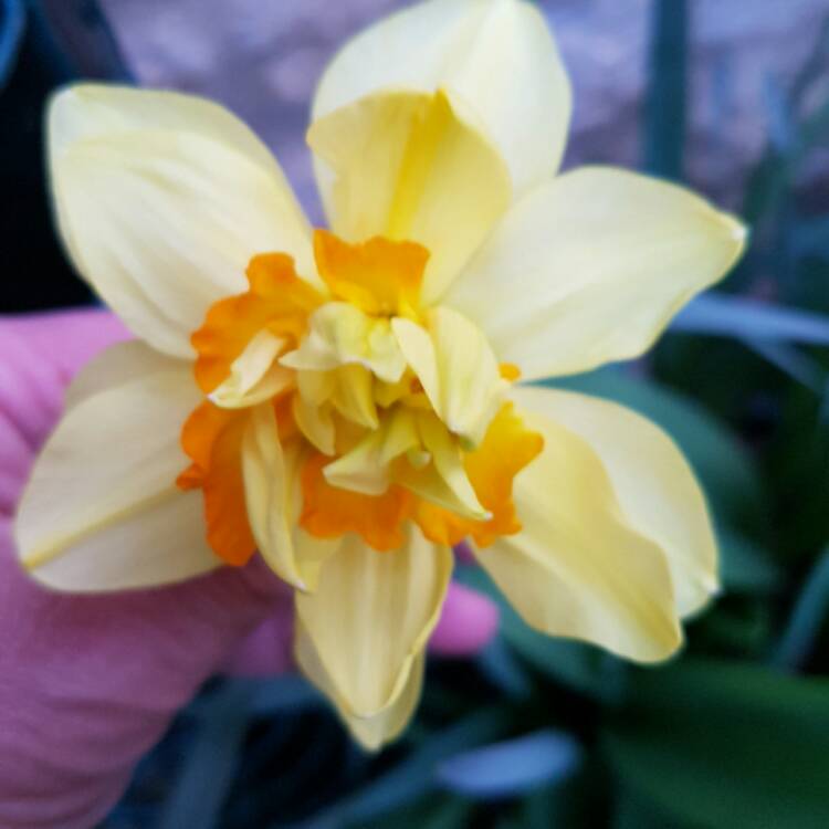 Plant image Narcissus 'Tahiti'