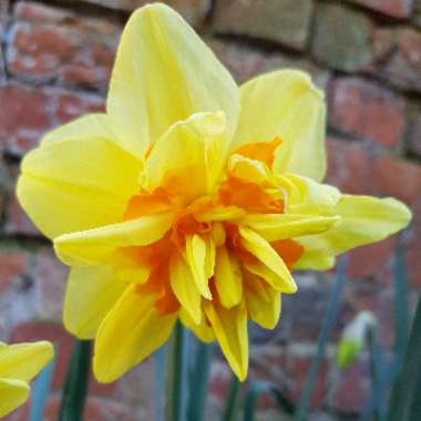 Narcissus 'Tahiti'