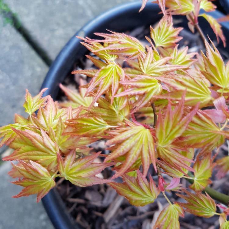 Plant image Acer palmatum 'Katsura'